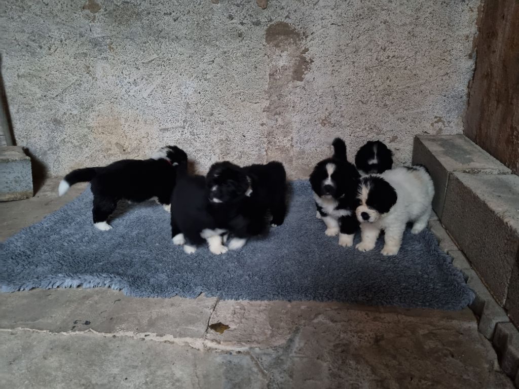 de la Colline du Galgenberg - 1er sortie des chiots de Maddy