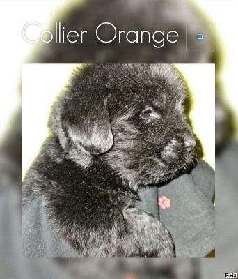 Collier  orange 