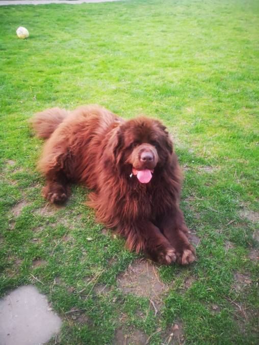 Mon chien de la Colline du Galgenberg