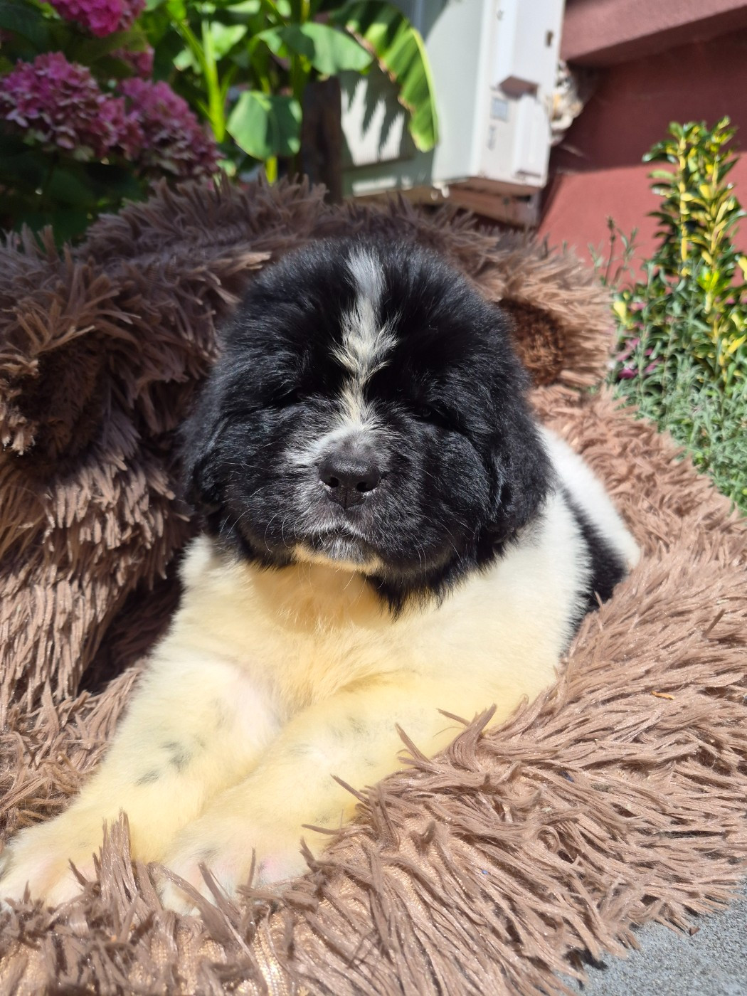 de la Colline du Galgenberg - Chiots disponibles - Terre-neuve
