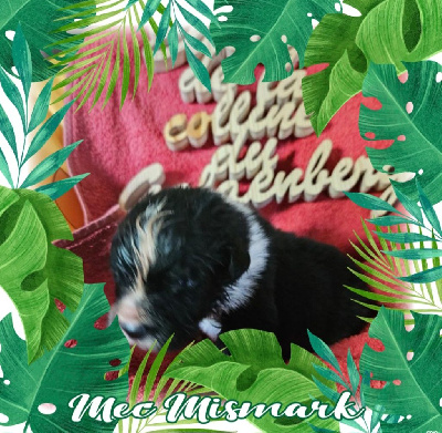CHIOT 1