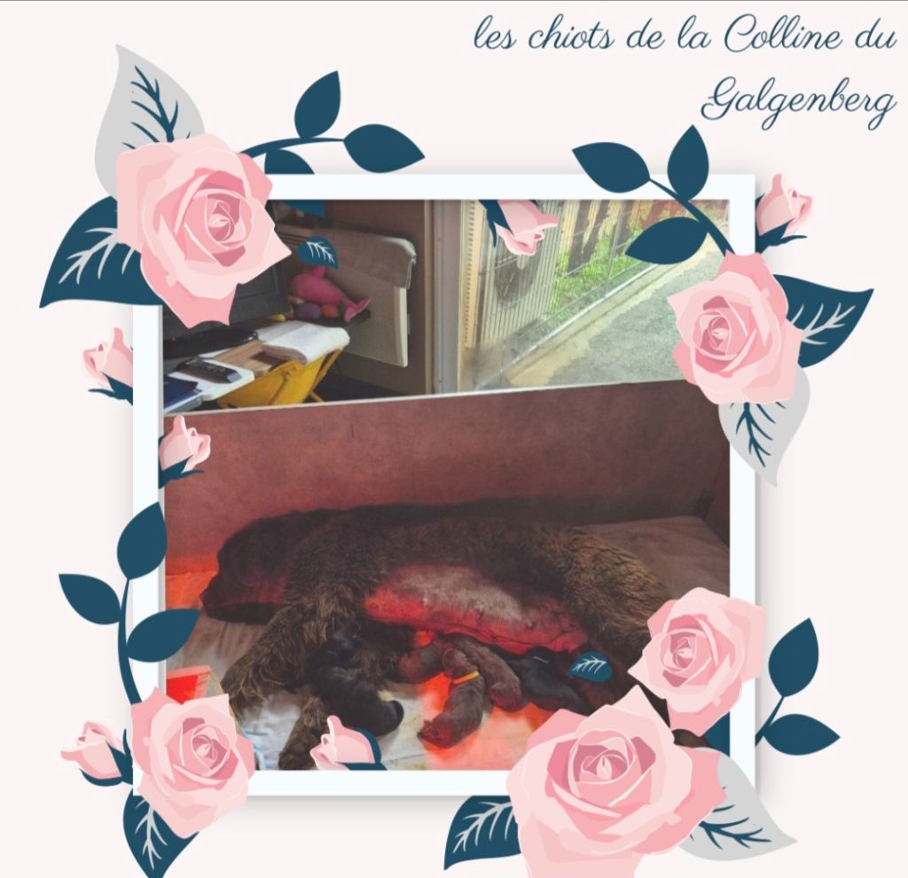 Chiot Terre-neuve de la Colline du Galgenberg